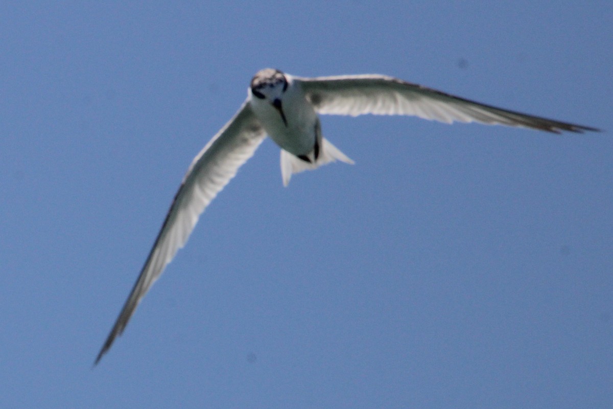 Common Tern - ML354010911