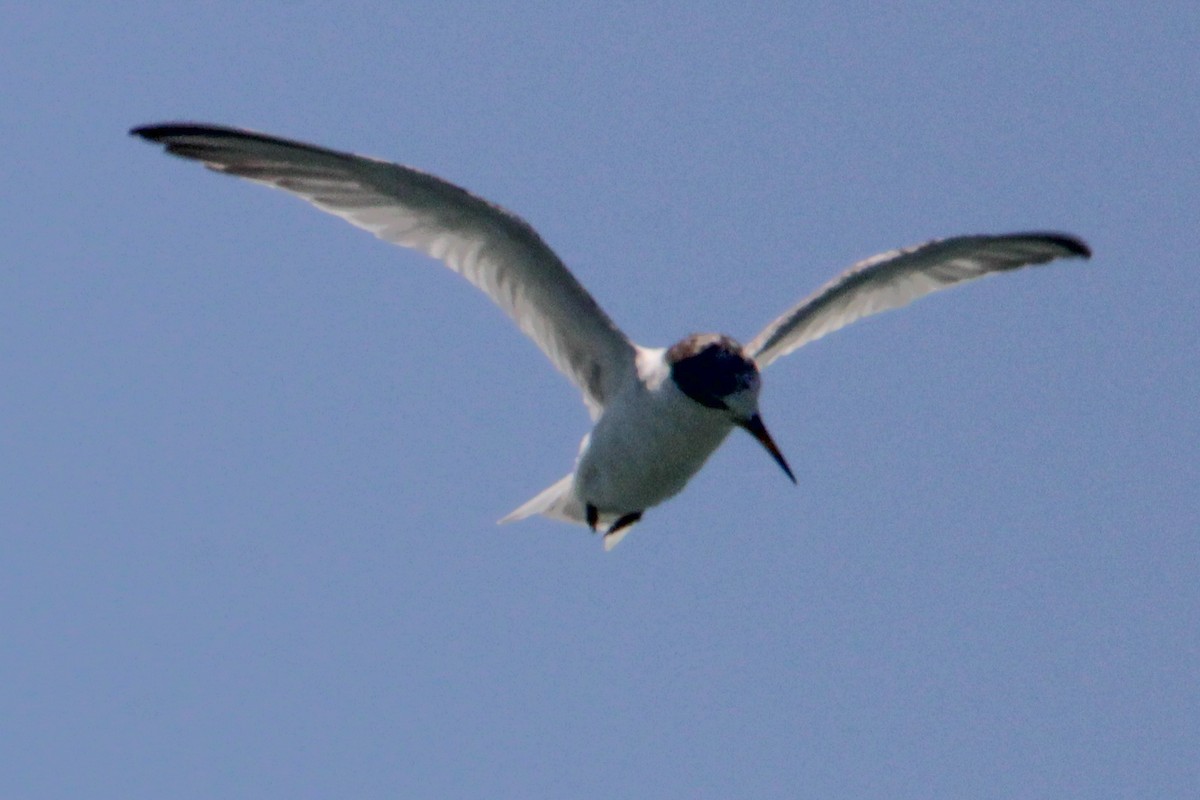 Common Tern - ML354011141