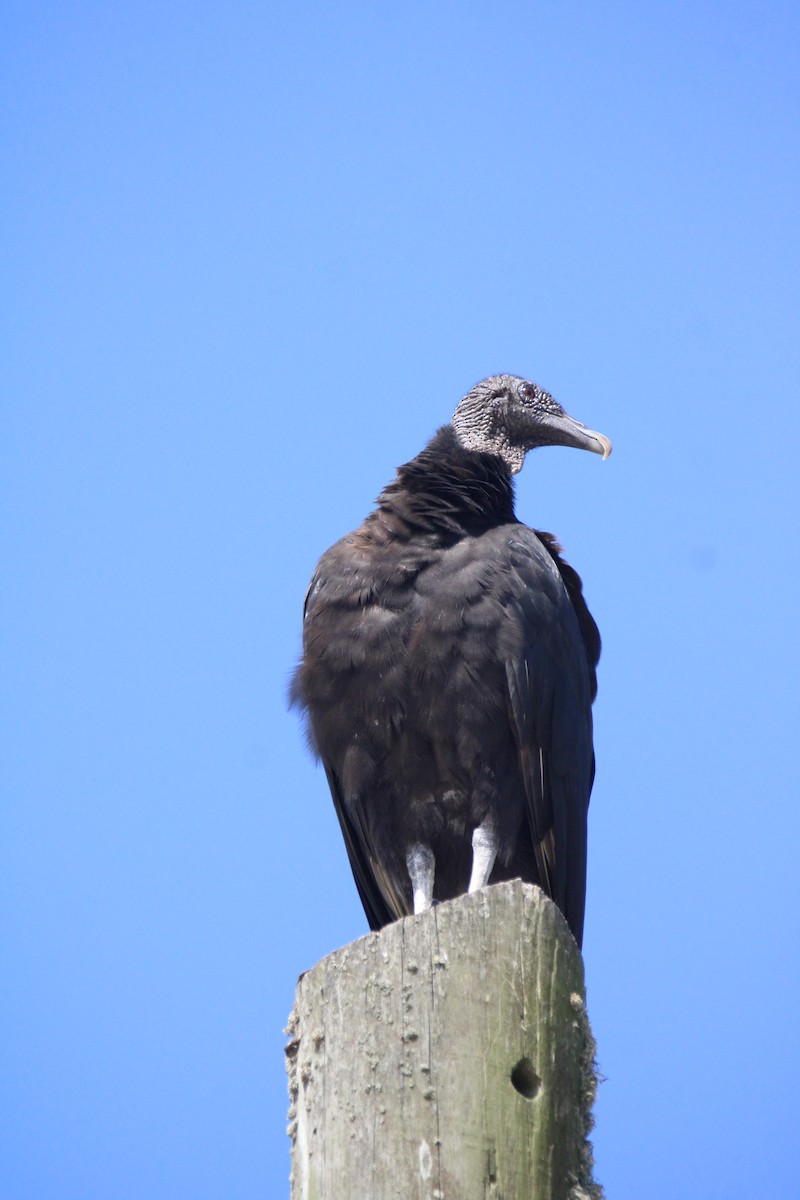 Black Vulture - ML354012141