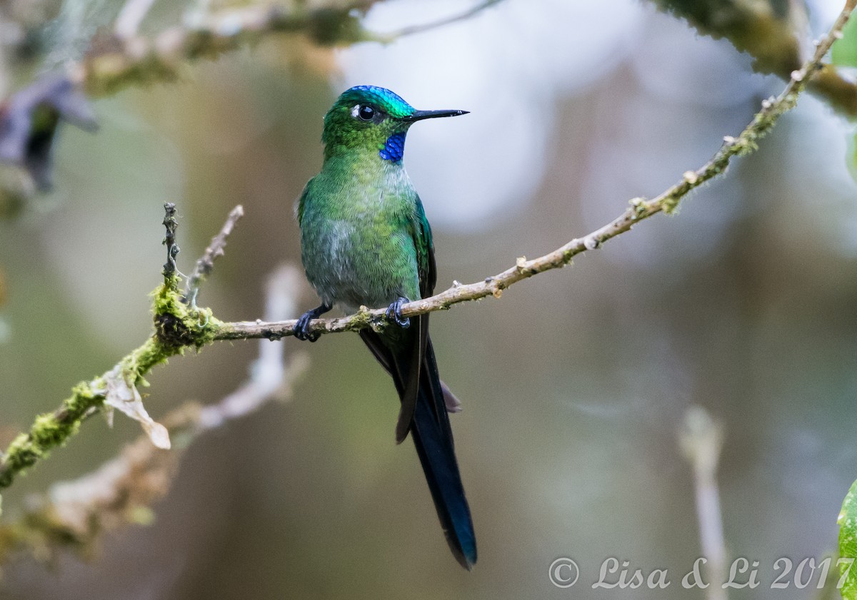 Long-tailed Sylph - ML354015201