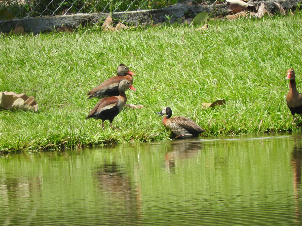 White-faced Whistling-Duck - Ronald Parra