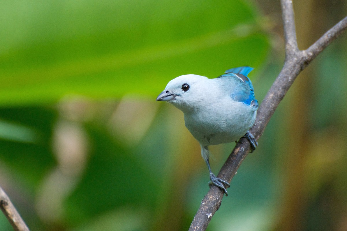 Blue-gray Tanager - ML35402301