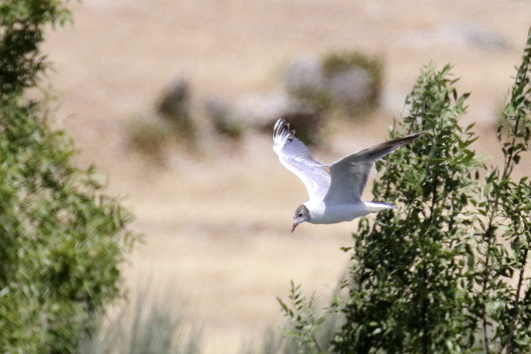 Mouette rieuse - ML354026091
