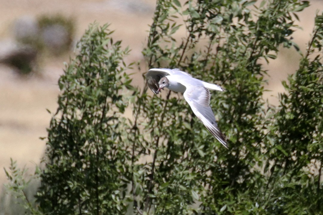 Mouette rieuse - ML354026101