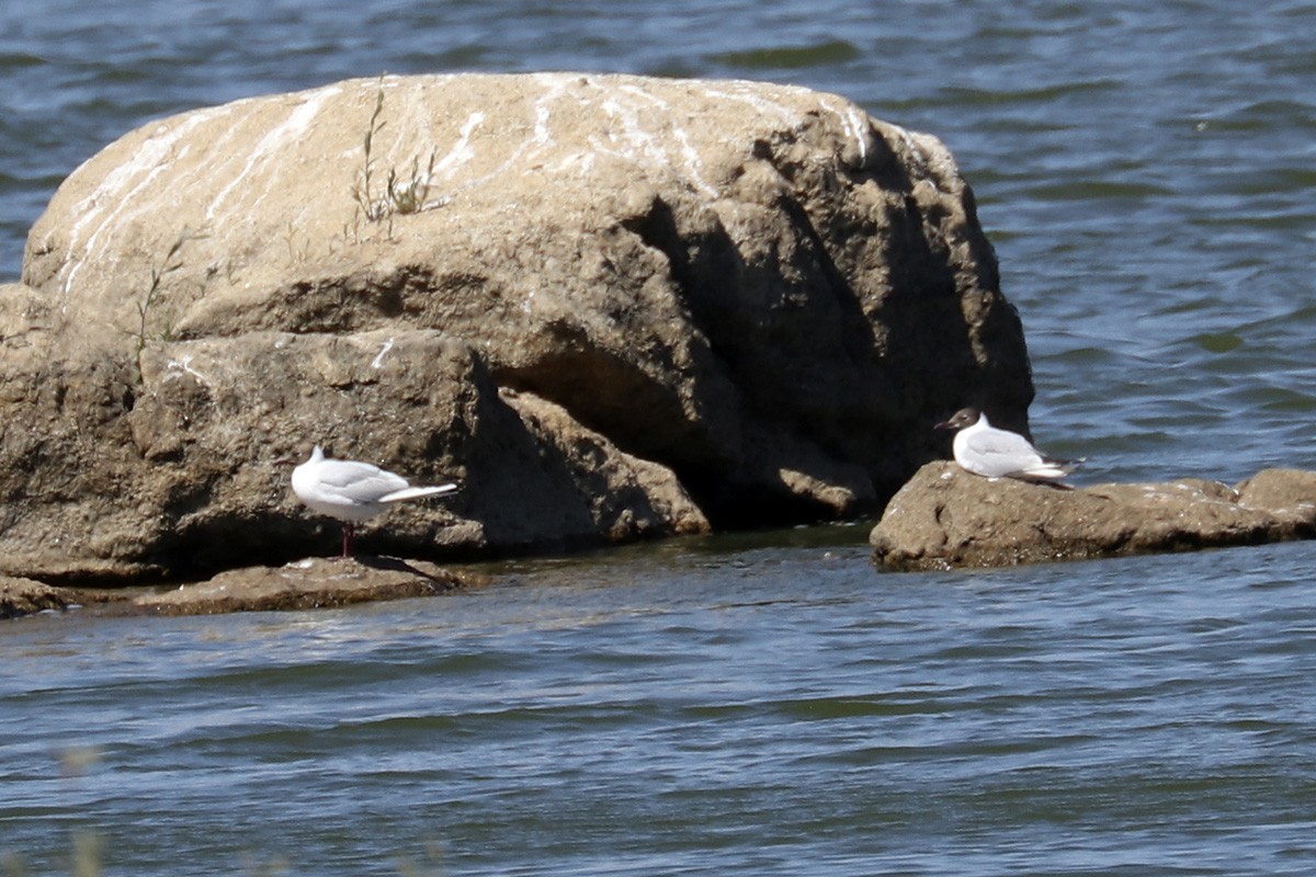 Mouette rieuse - ML354026121
