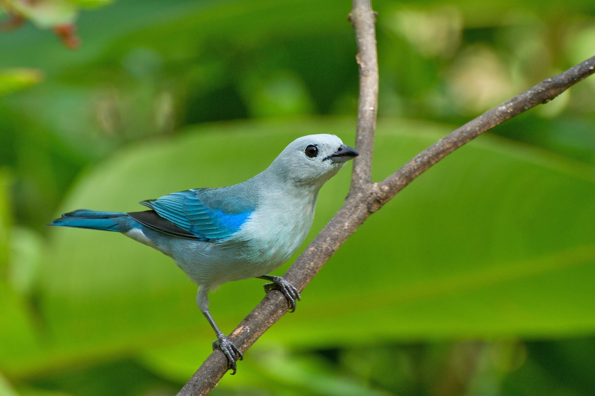 Blue-gray Tanager - ML35403251