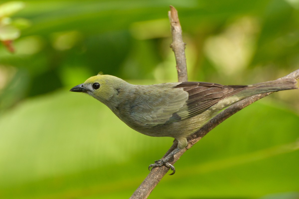Palm Tanager - ML35403261
