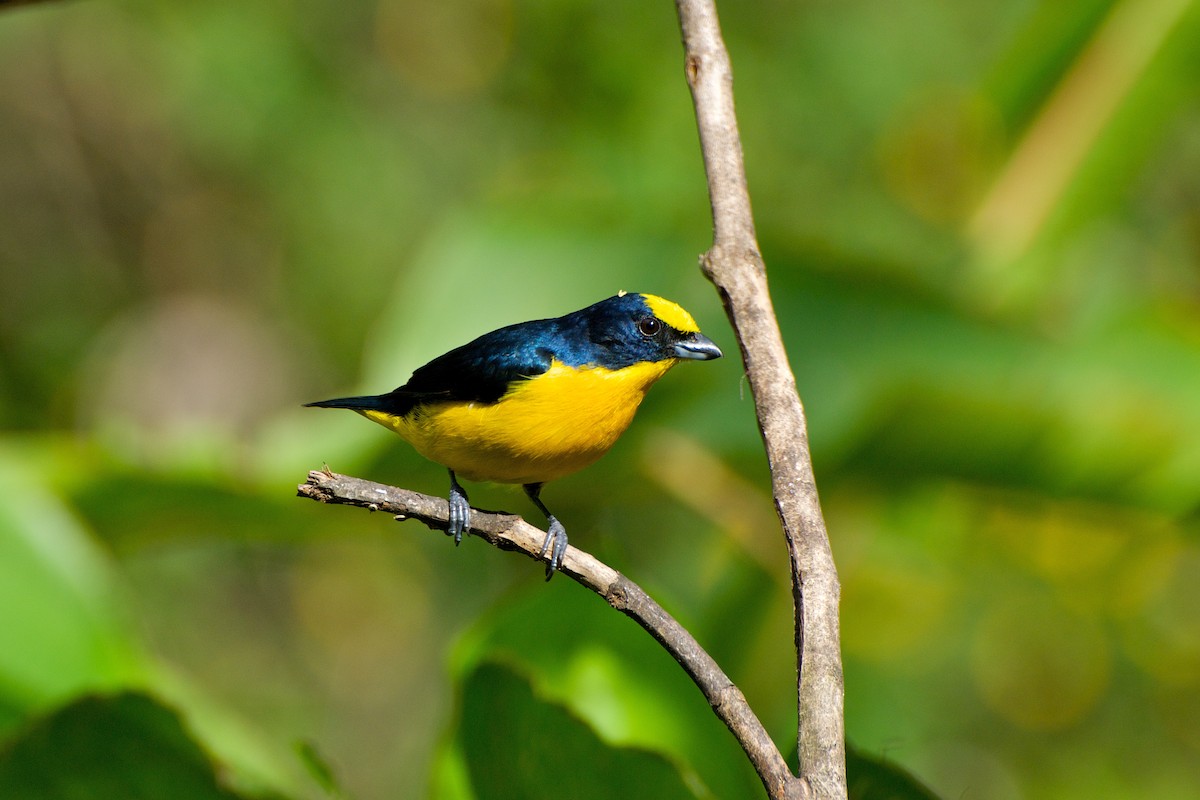 Thick-billed Euphonia (Black-tailed) - ML35403351