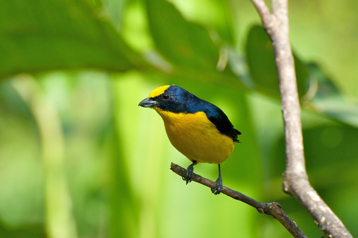 Thick-billed Euphonia (Black-tailed) - Christian  Nunes