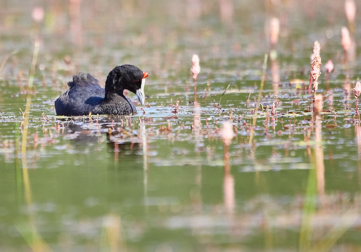 Red-knobbed Coot - ML354034461
