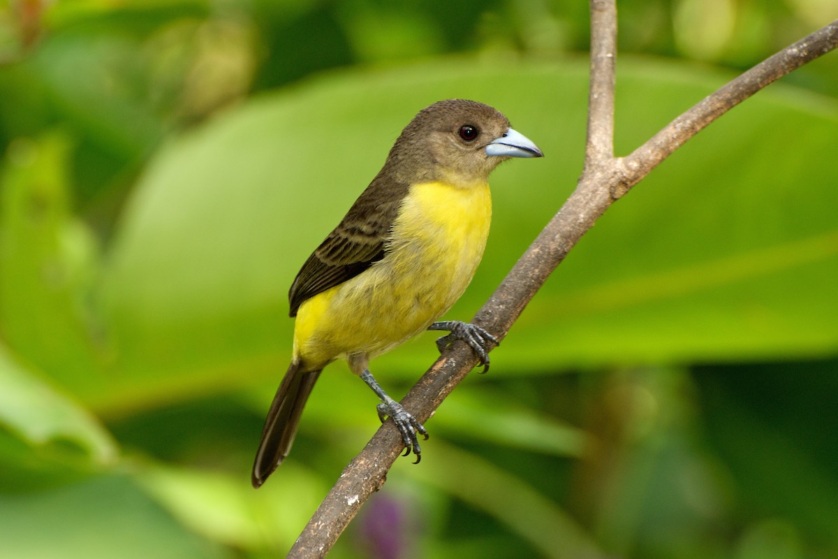 Flame-rumped Tanager (Lemon-rumped) - ML35403521