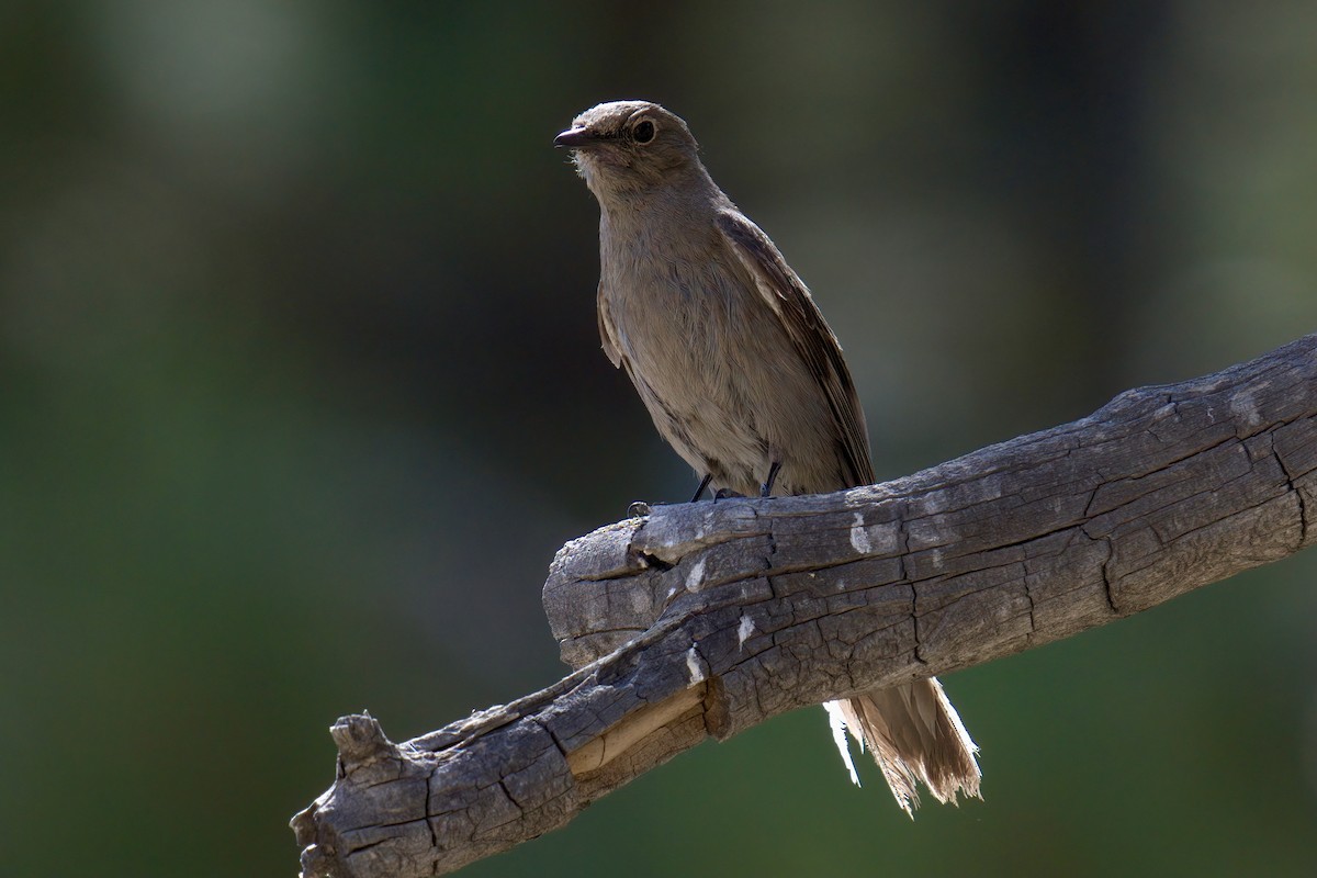 Townsend's Solitaire - ML354050211