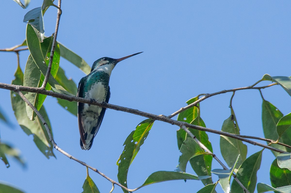 White-throated Hummingbird - LUCIANO BERNARDES