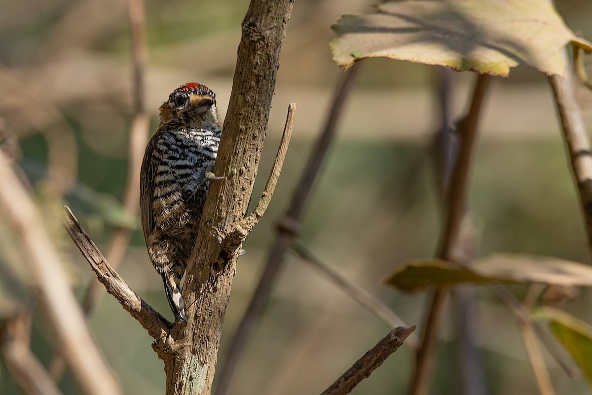 White-barred Piculet - ML354056331