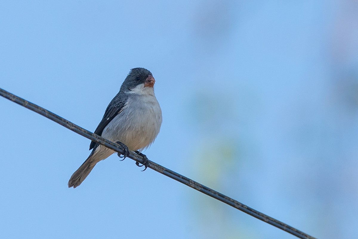 White-bellied Seedeater - ML354056691