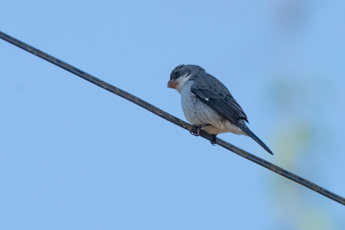 White-bellied Seedeater - ML354056701