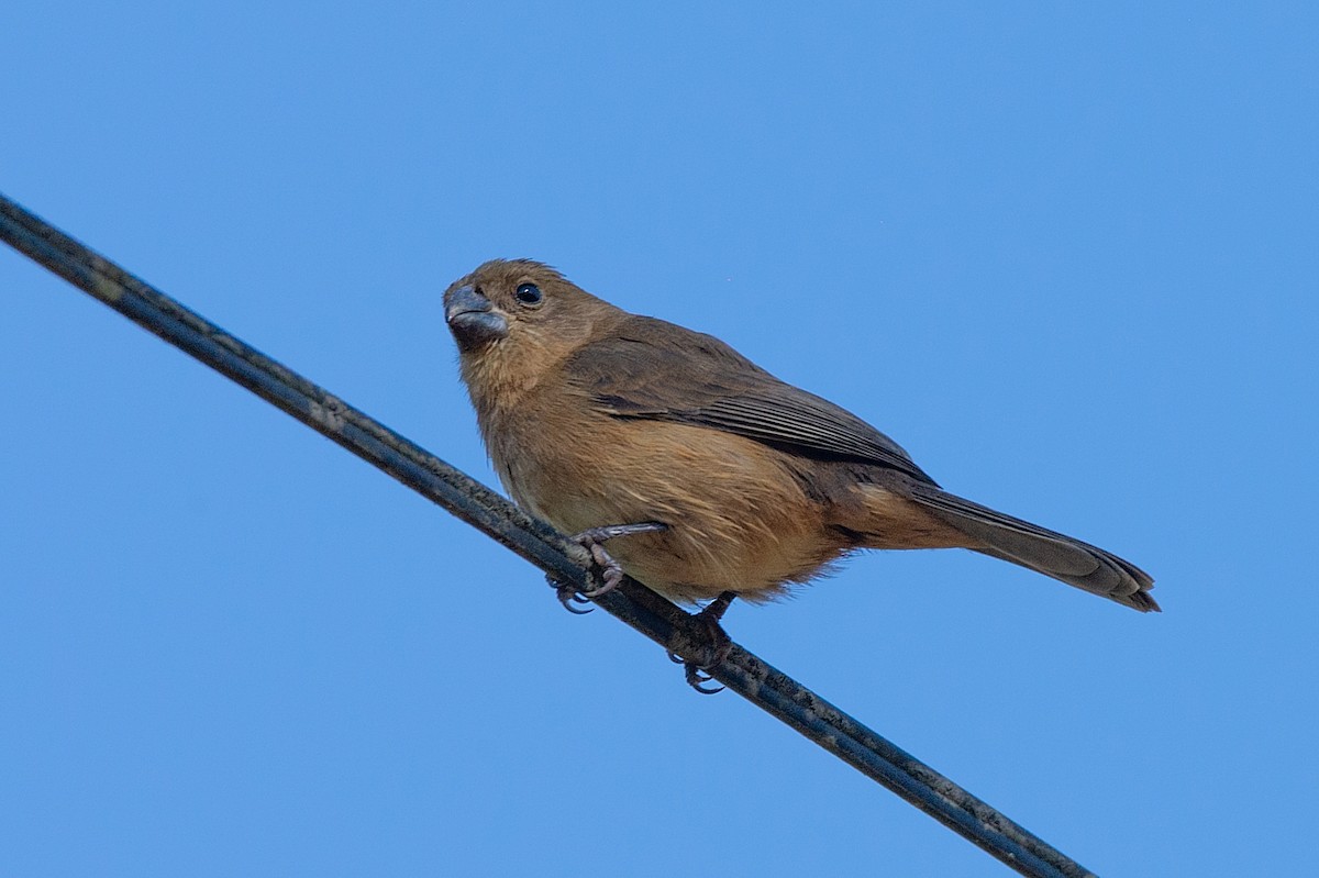 White-bellied Seedeater - LUCIANO BERNARDES