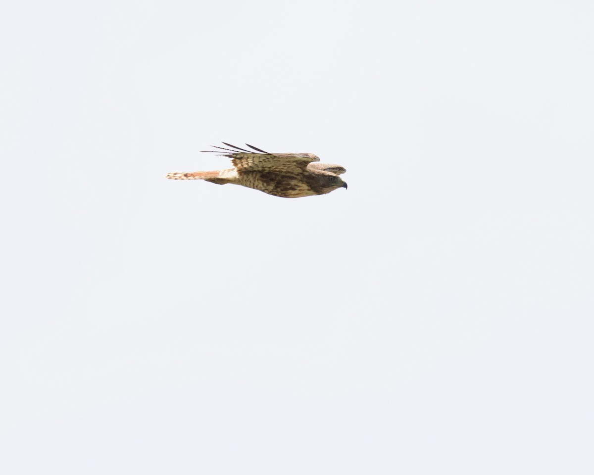 Red-tailed Hawk - ML354063001