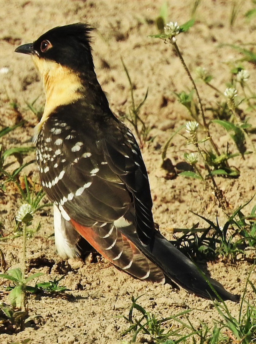 Great Spotted Cuckoo - ML354063011