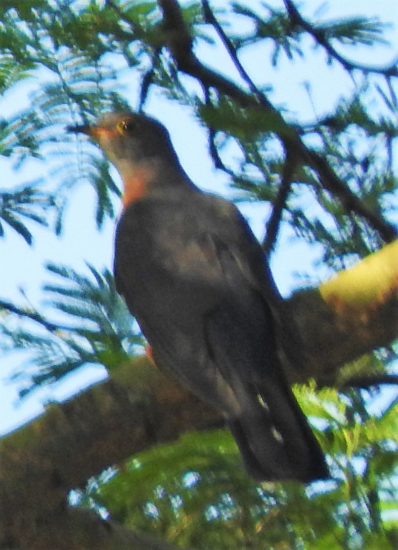 Red-chested Cuckoo - ML354063131