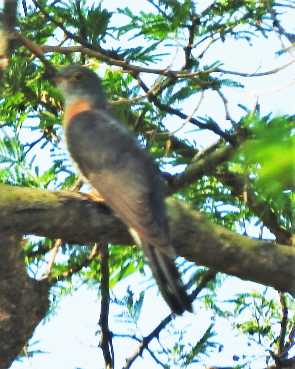 Red-chested Cuckoo - ML354063141