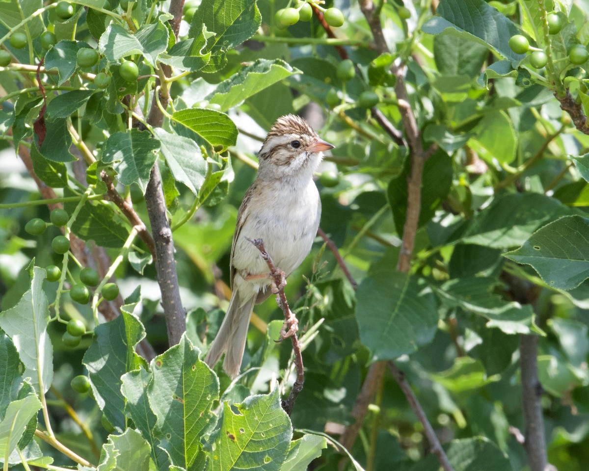 Clay-colored Sparrow - ML354063431