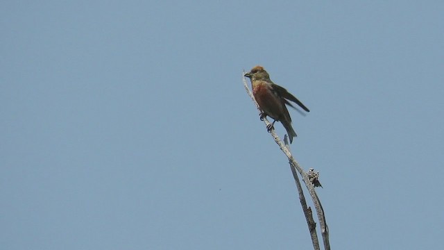 Red Crossbill (Lodgepole Pine or type 5) - ML354064251