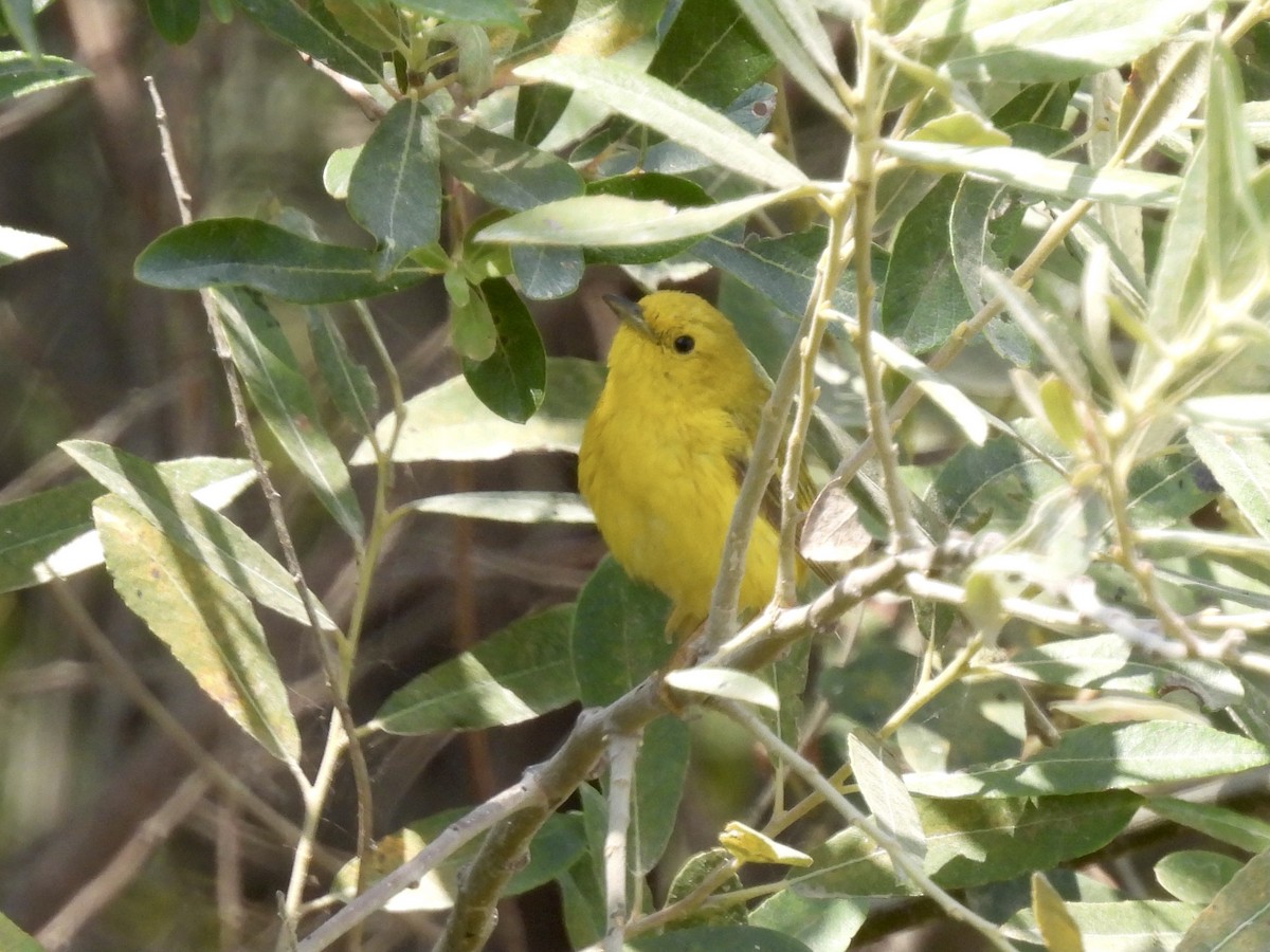 Yellow Warbler - Martha Wild
