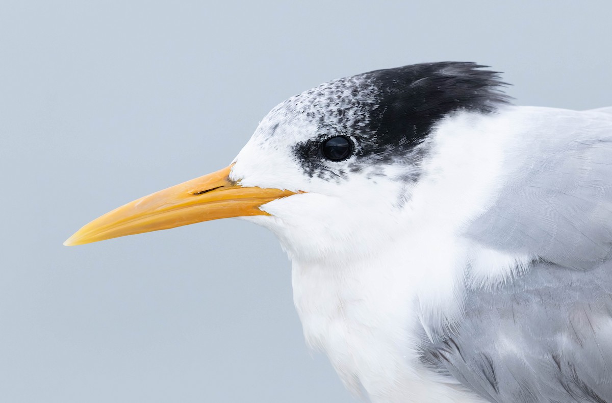 Great Crested Tern - ML354066711