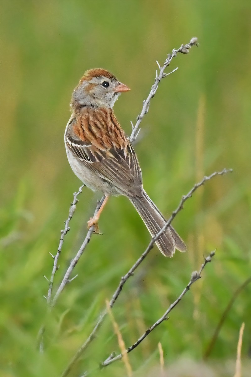 Field Sparrow - Alan Lenk