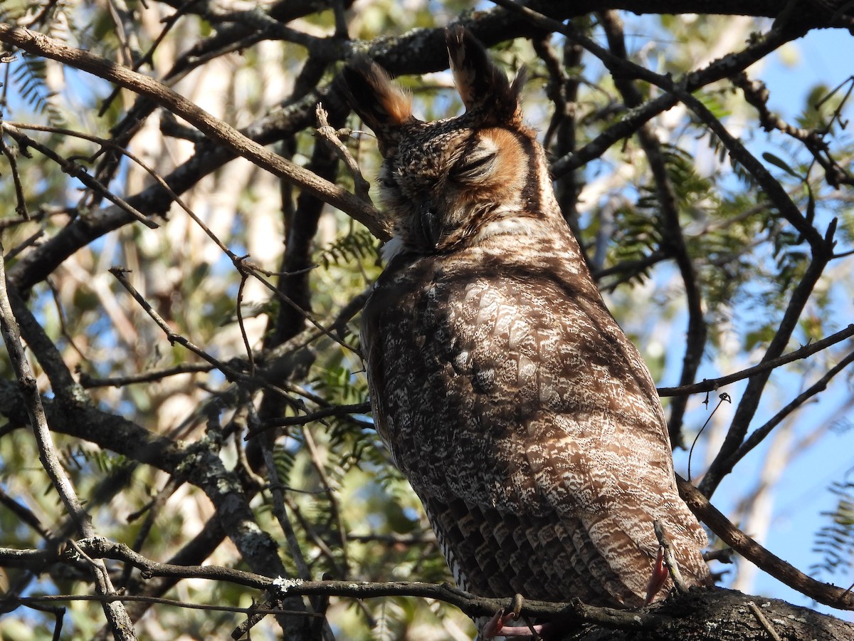 Great Horned Owl - ML354071041