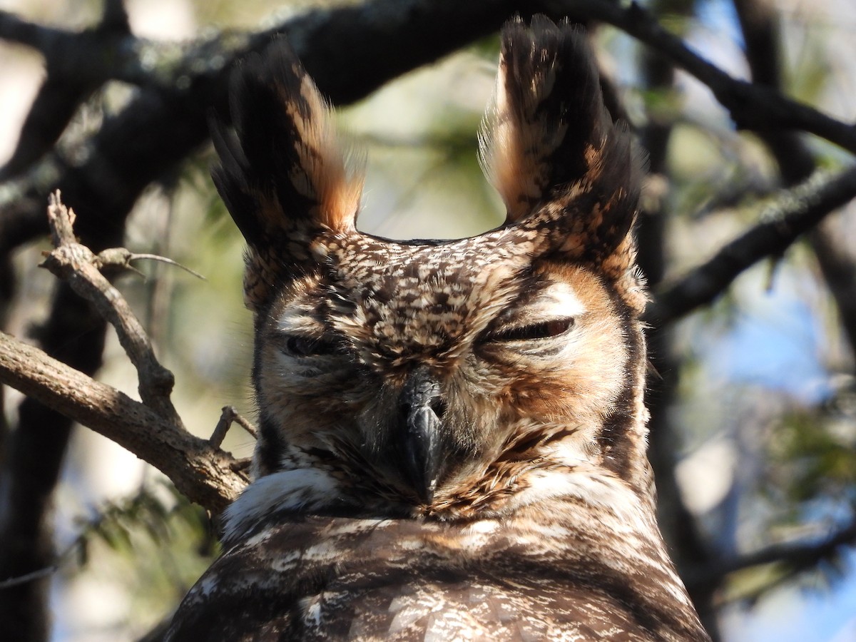 Great Horned Owl - ML354071051