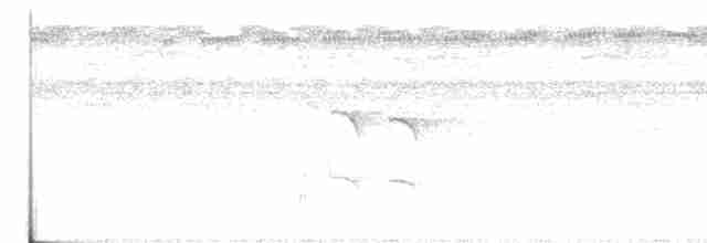 White-flanked Antwren - ML354071301