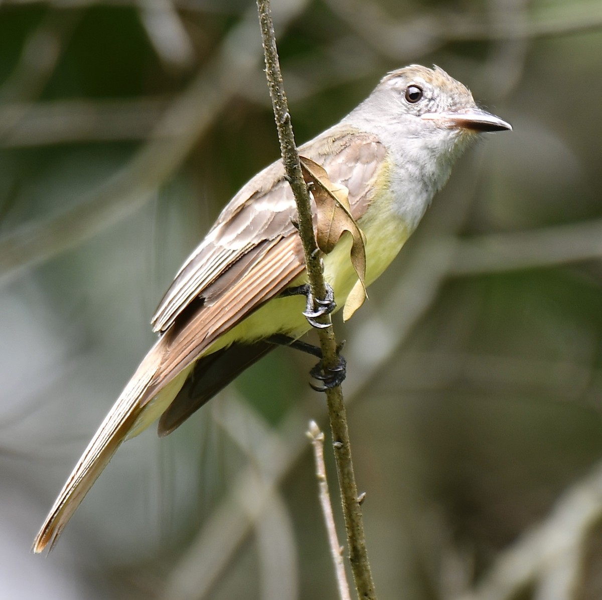 Great Crested Flycatcher - ML354076341