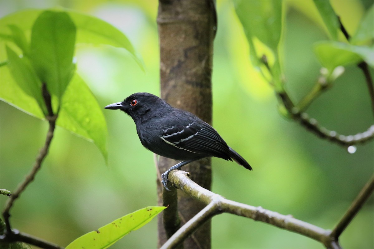 Black-tailed Antbird - ML354076681