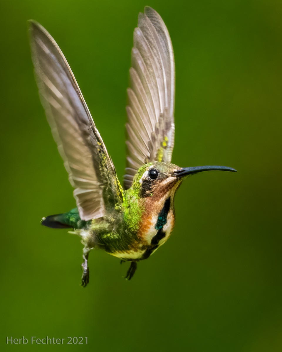 kolibřík lesklý - ML354077211