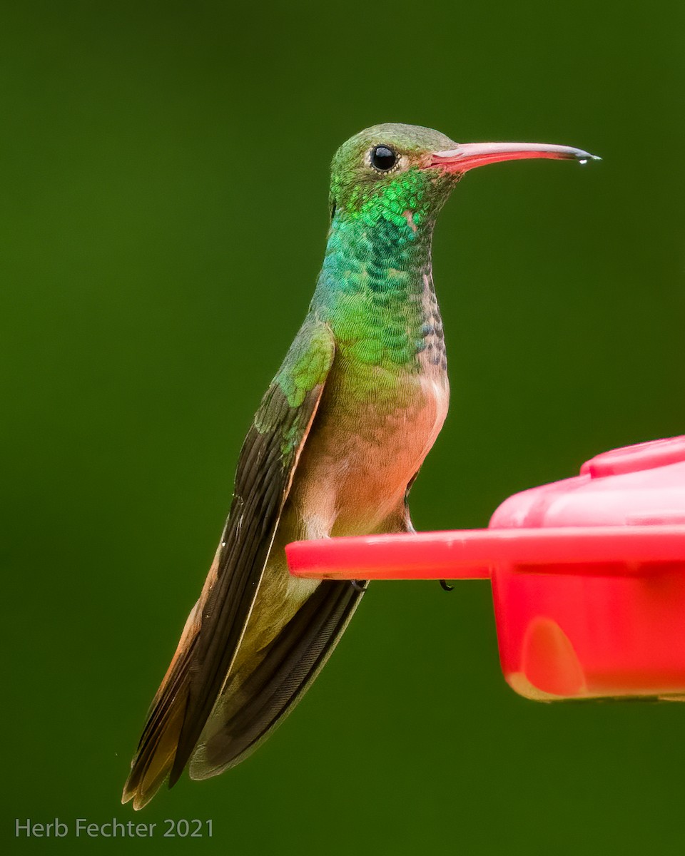 kolibřík yukatanský - ML354077261