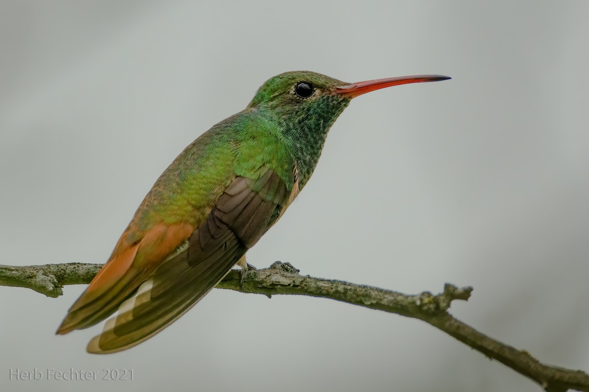 kolibřík yukatanský - ML354077271
