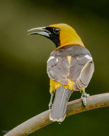 Hooded Oriole - eBird