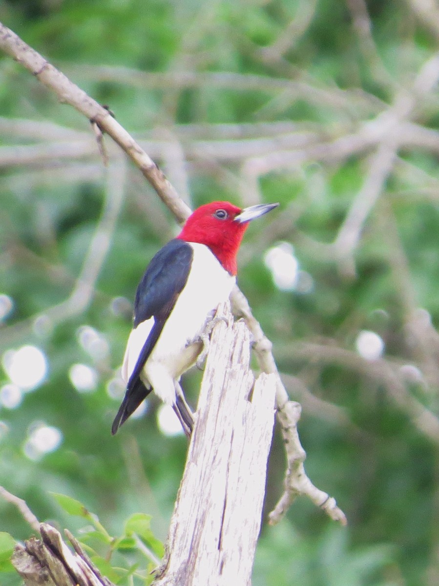 Red-headed Woodpecker - Chris Anderson