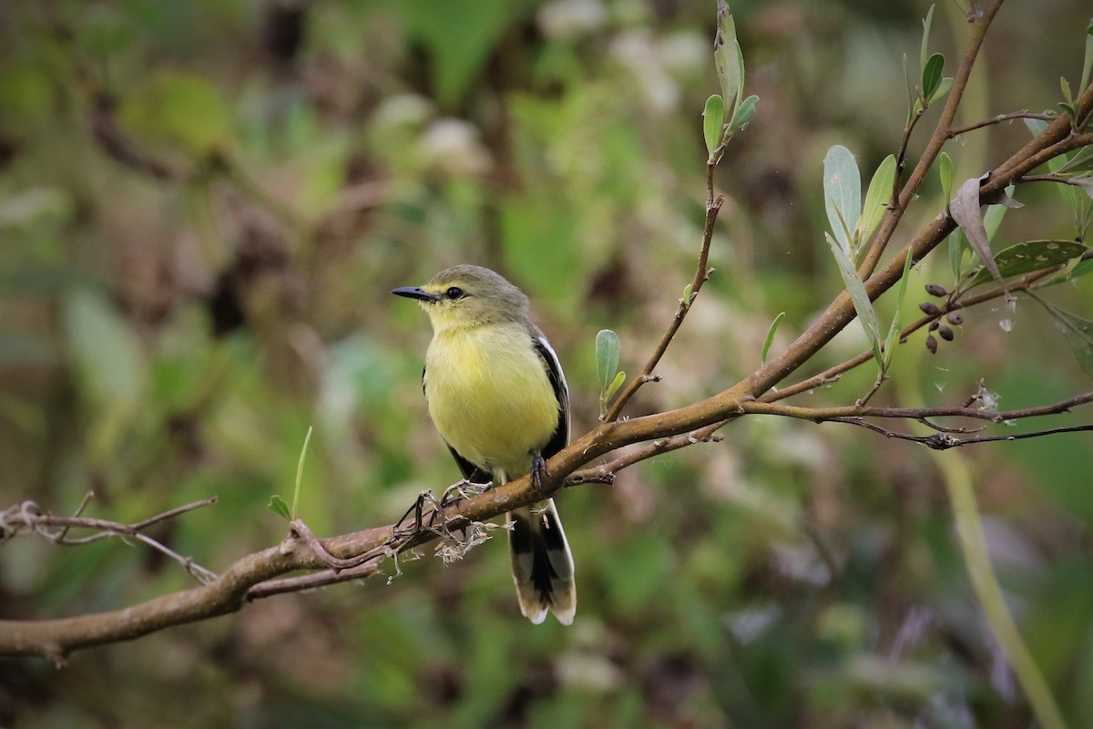 Lesser Wagtail-Tyrant - ML354082441