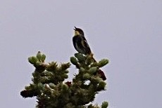 Yellow-rumped Warbler (Audubon's) - ML354084671