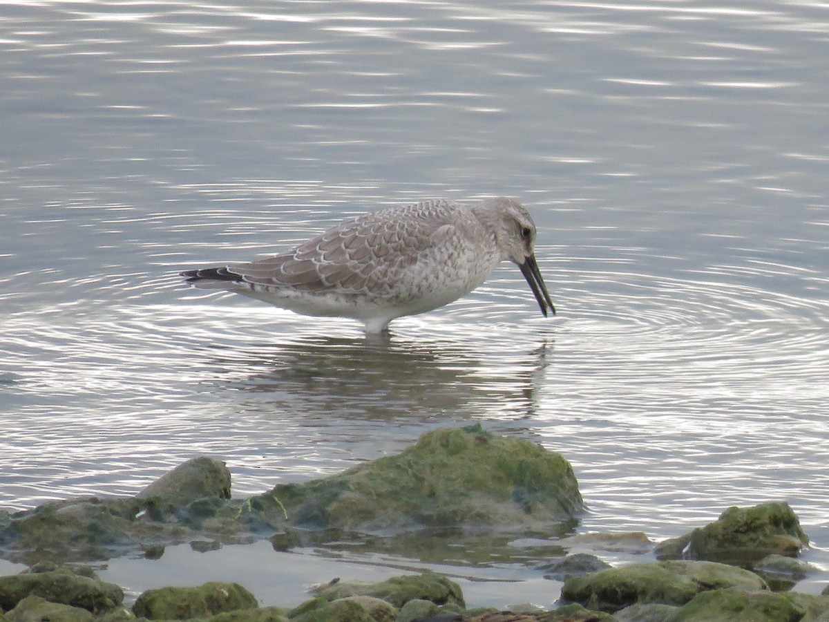 Red Knot - ML35408551