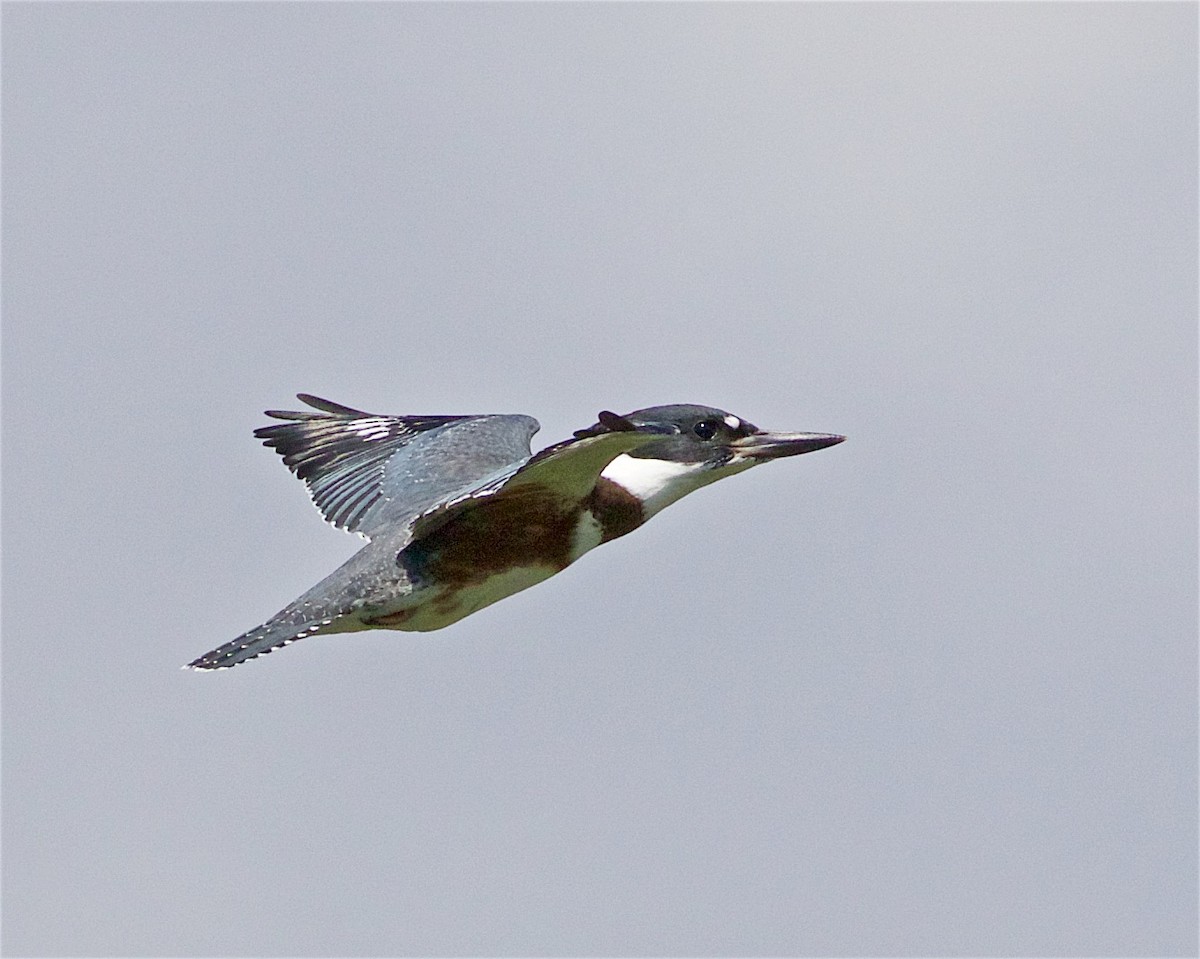 Belted Kingfisher - ML354090291