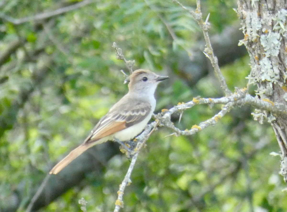 Ash-throated Flycatcher - Mary Jane Gagnier