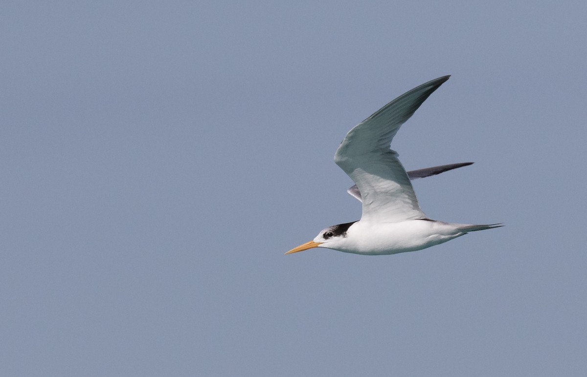 Lesser Crested Tern - Chris Barnes