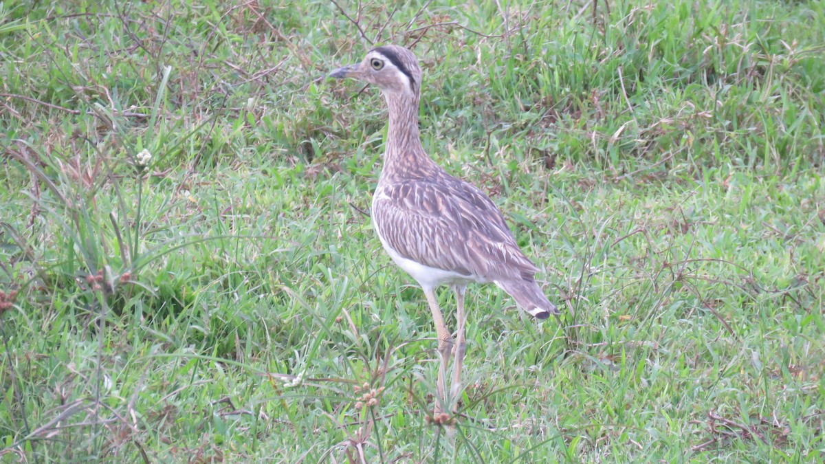 Double-striped Thick-knee - Rogers "Caribbean Naturalist" Morales