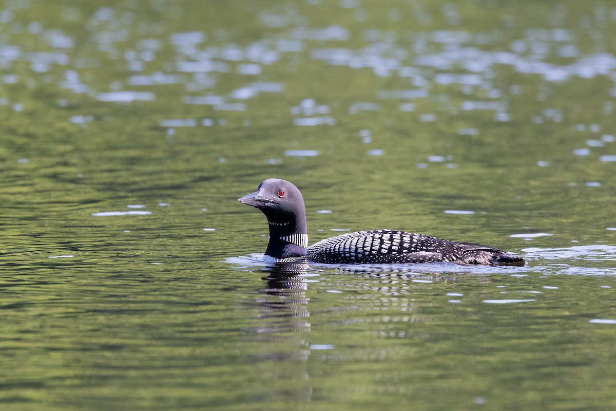 Common Loon - Tim Emmerzaal