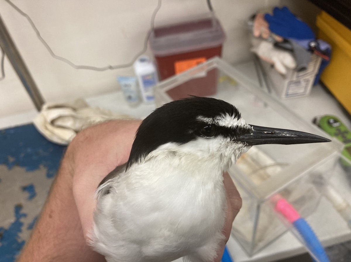 Bridled Tern - Animal Rehabilitation Keep Live Stranded Rarities