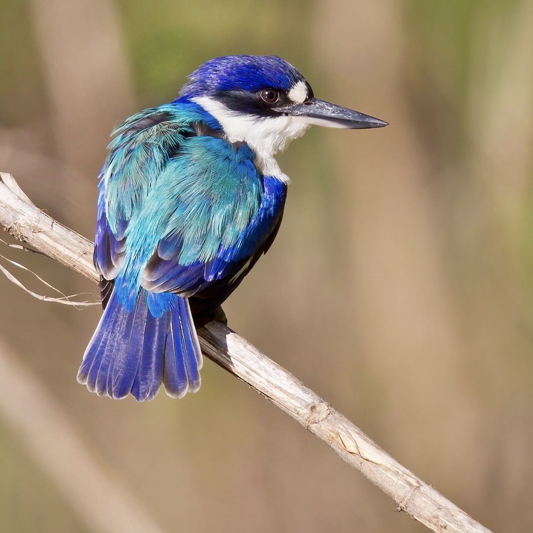 Forest Kingfisher - ML354107861